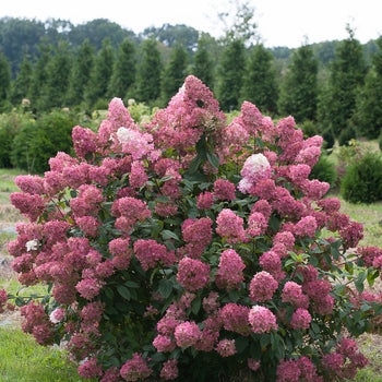 Hydrangea - Fire Light