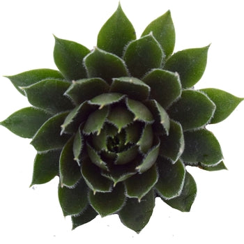 Sempervivum - Commander Hay