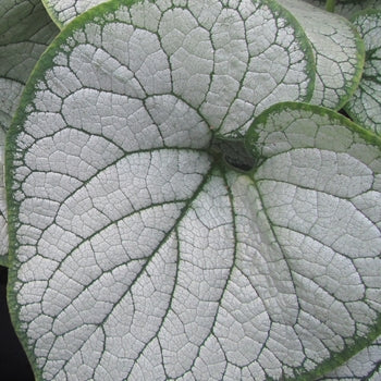 Brunnera - Silver Heart