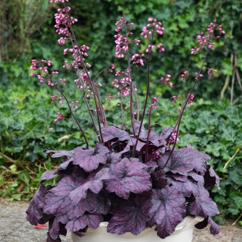 Heuchera 'Electric Plum' Coralbells