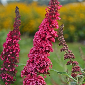 Butterfly Bush - Prince Charming