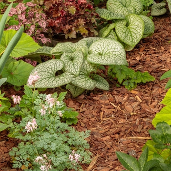 Brunnera - Jack of Diamonds