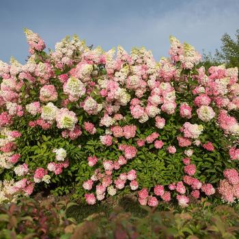 Hydrangea - Berry White