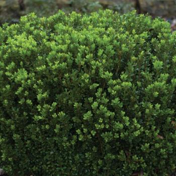 Boxwood - Baby Gem