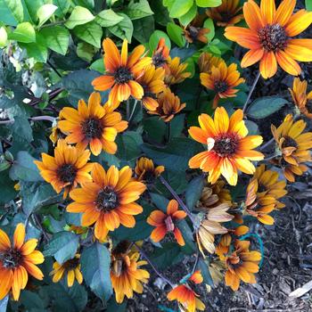 Heliopsis 'Bleeding Hearts' False Sunflower