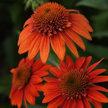 Echinacea "Fiesta Orange" Coneflower