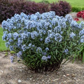 Amsonia “Starstruck” Bluestar