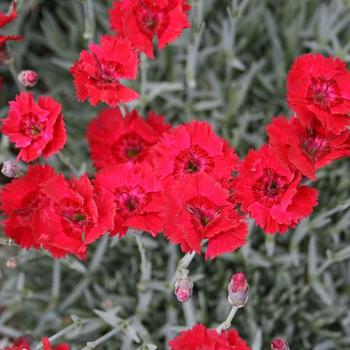 Dianthus ‘Fire Star’ Cheddar Pinks