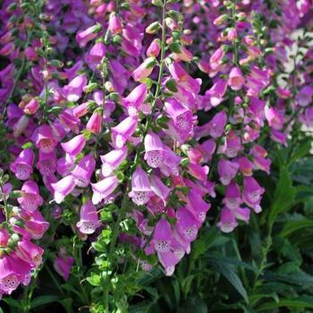 Digitalis ‘Pink Panther’ Foxglove