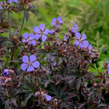 Geranium 'Dark Reiter Hardy' Cranesbill