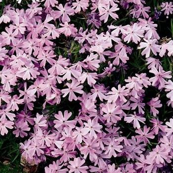 Phlox 'Emerald Pink' Creeping Phlox