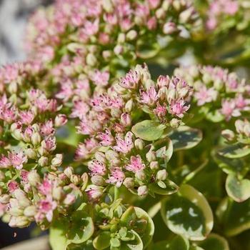 Sedum 'Lime Twister' Stone Crop