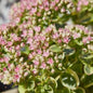 Sedum 'Lime Twister' Stone Crop