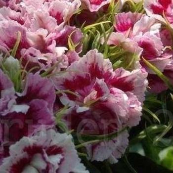 Dianthus Hybrid 'Barbarini Dwarf Mix' Sweet William