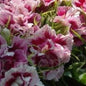 Dianthus Hybrid 'Barbarini Dwarf Mix' Sweet William