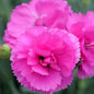 Dianthus Hybrid 'Jolt Pink' Sweet William