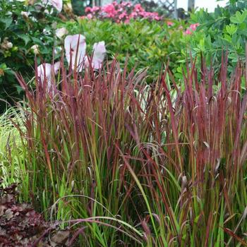 Imperata 'Red Baron' Japanese Blood Grass