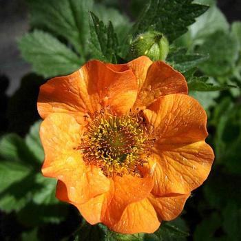 Geum 'Totally Tangerine' Avens