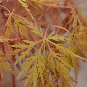 Japanese Maple - Orangeola Weeping