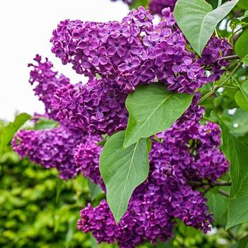 Lilac - Charles Joly Red Fragrant