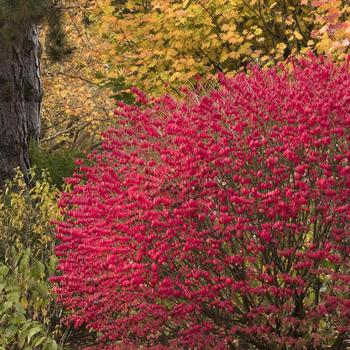 Burning Bush - Little Moses Dwarf