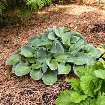Hosta - Blue Mouse Ears