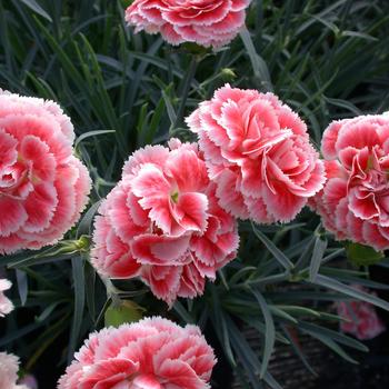 Dianthus 'Coral Reef' Garden Pinks