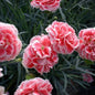 Dianthus 'Coral Reef' Garden Pinks