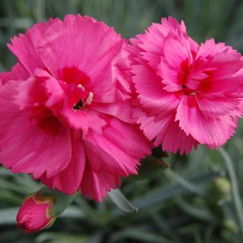 Dianthus 