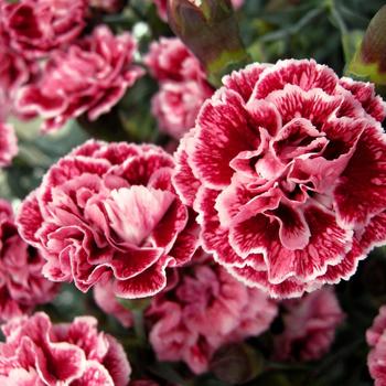 Dianthus "Sugar Plum" Pinks