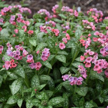 Pulmonaria 'Pretty in Pink' Lungwort