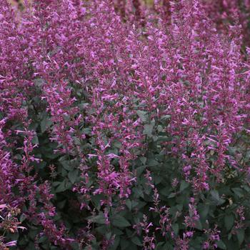 Agastache ‘Royal Raspberry'