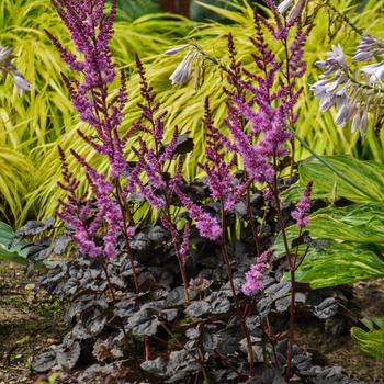 Astilbe 'Dark Side of the Moon' False Spirea