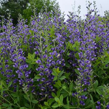 Baptisia 'Blueberry Sundae' False Indigo