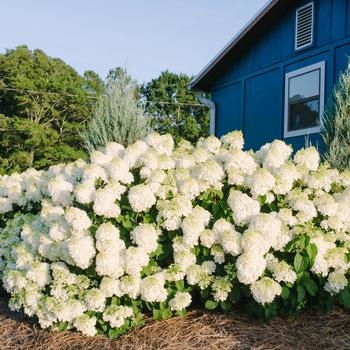 Hydrangea - Little Hottie