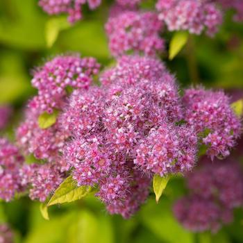 Spirea - Little Spark