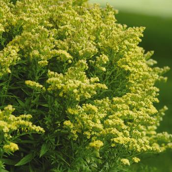 Solidago 'Little Lemon' Goldenrod