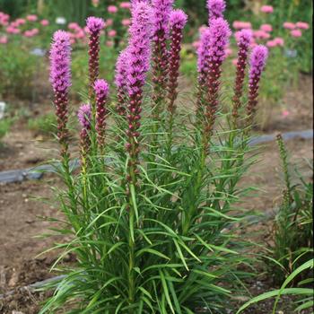 Liatris ‘Kobold’ Gayfeather