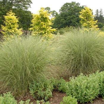 Maiden Grass - Morning Light