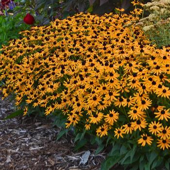 Rudbeckia ‘Little Goldstar’ Black Eyed Susan