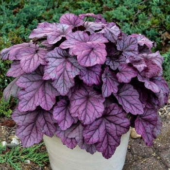 Heuchera 'Pink Panther' Coral Bells