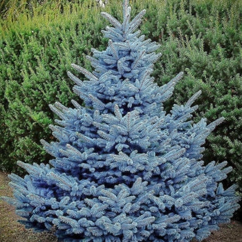 Spruce - Baby Blue  Hybrid