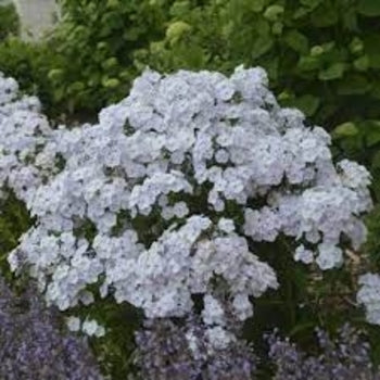 Phlox "Fashionably Early Crystal White" Tall Garden Phlox