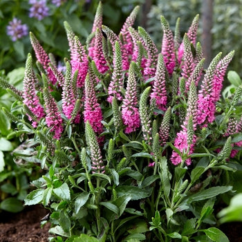 Veronica 'Bubblegum Candles' Speedwell