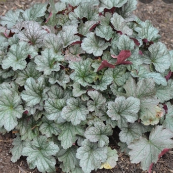 Heuchera 'Steel City' Coral Bells