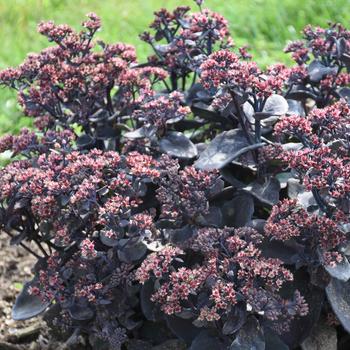 Sedum 'Back in Black' Stone Crop