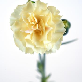 Dianthus 'Hello Yellow' Garden Pinks