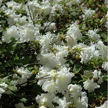 Azalea - Helen Curtis Double White