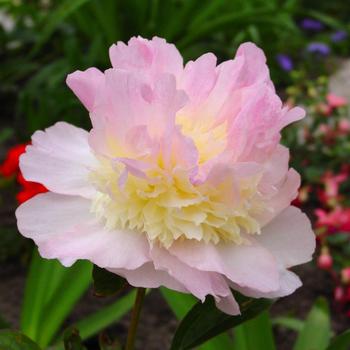 Paeonia 'Raspberry Sundae' Peony