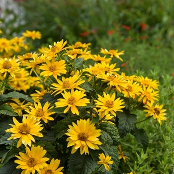 Heliopsis 'Tuscan Gold' False Sunflower